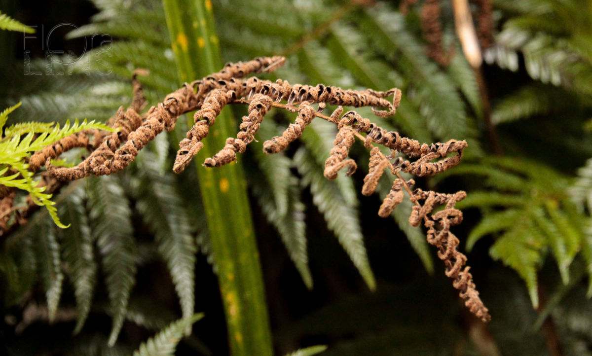 Spores and produced on the underside of fertile fronds